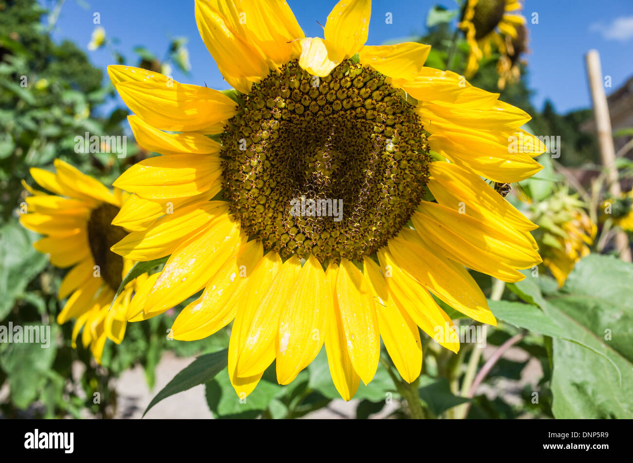 Sunflower (Helianthus annuus) in full bloom at the height of summer with vibrant green foliage and a vivid blue sky. Stock Photo