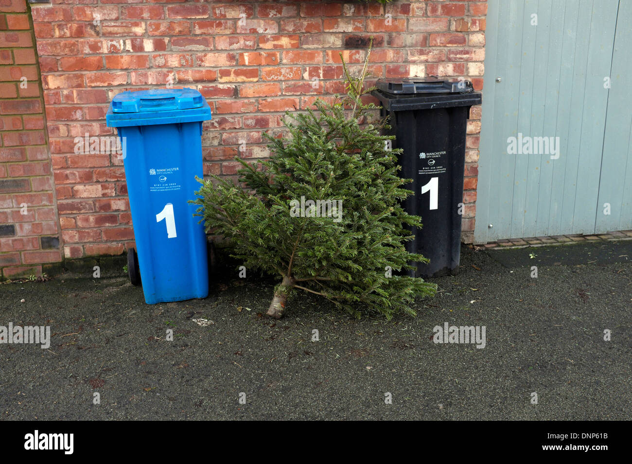 a christmas tree left for collection with two wheelie bins Stock Photo