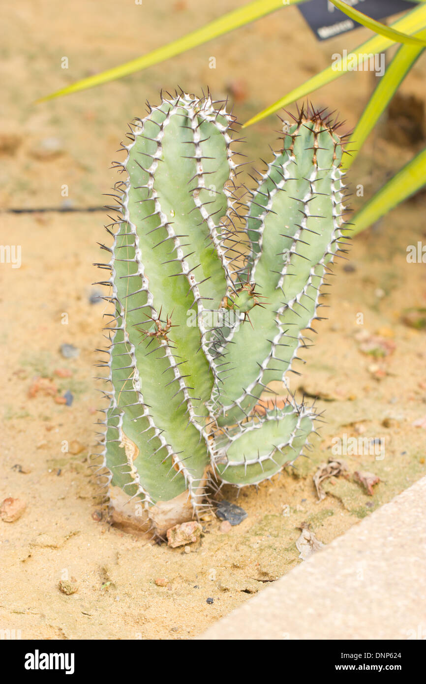 Spiral cactus hi-res stock photography and images - Alamy