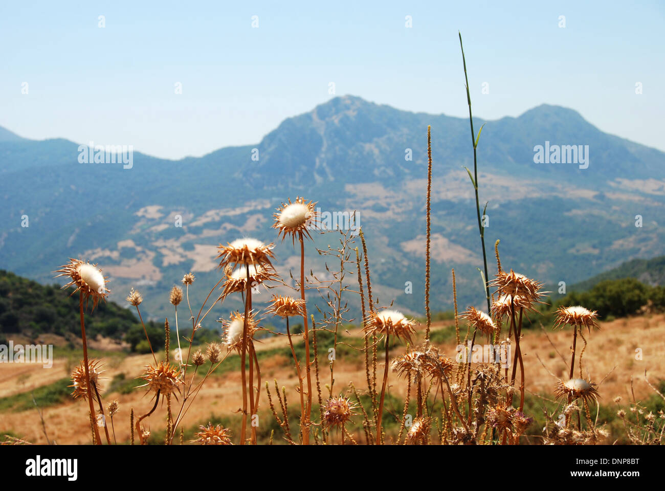 Dried flowers in Andalusia, Spain, with mountains behind Stock Photo