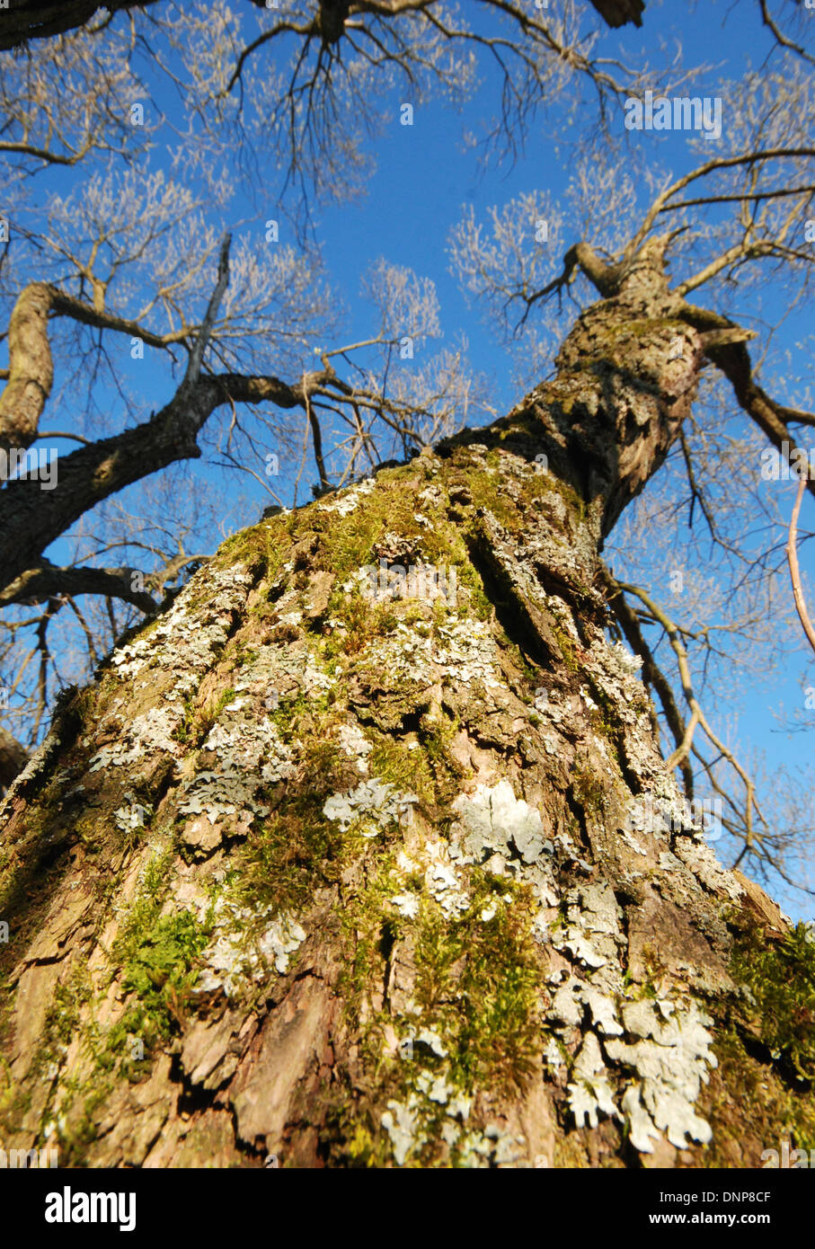 Lichen growing on the bark of an oak tree reaching for the sky Stock Photo