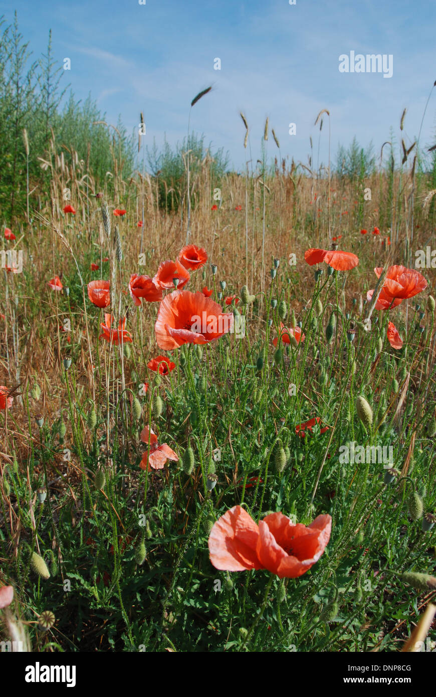 Poppies growing in a field Stock Photo