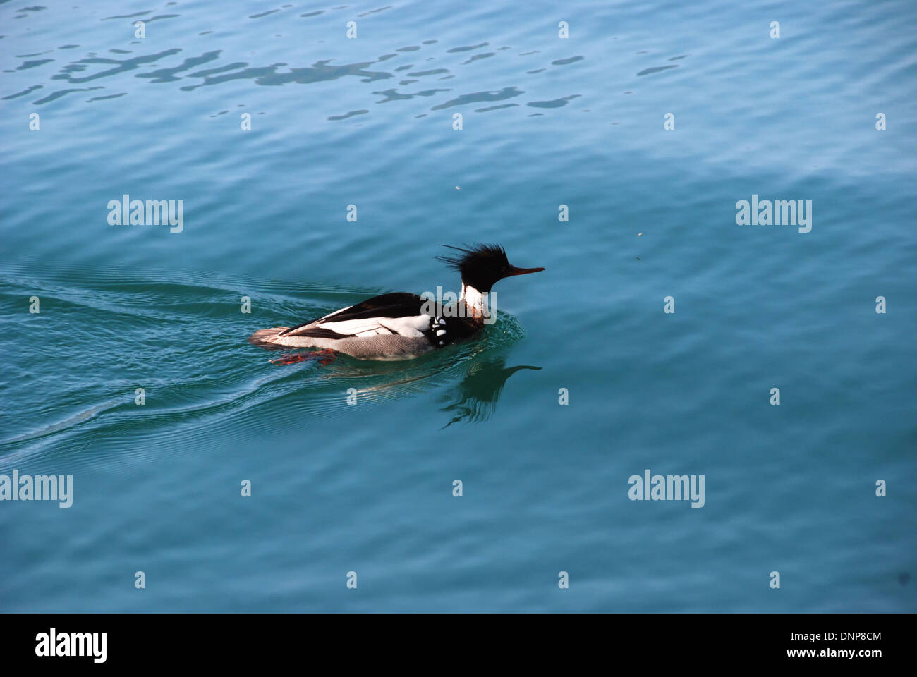 A red-breasted Merganser swimming on the surface of Lake Lucerne, Switzerland Stock Photo