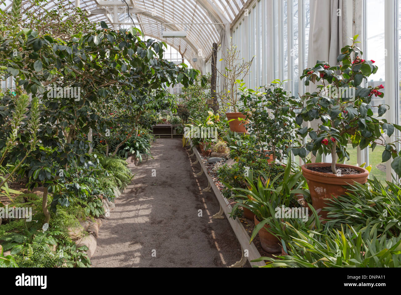 Tropical plants greenhouse hi-res stock photography and images - Alamy