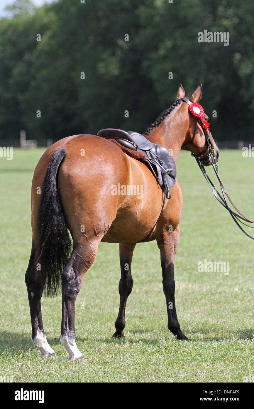 A riderless horse with a red rosette at a local show Stock Photo