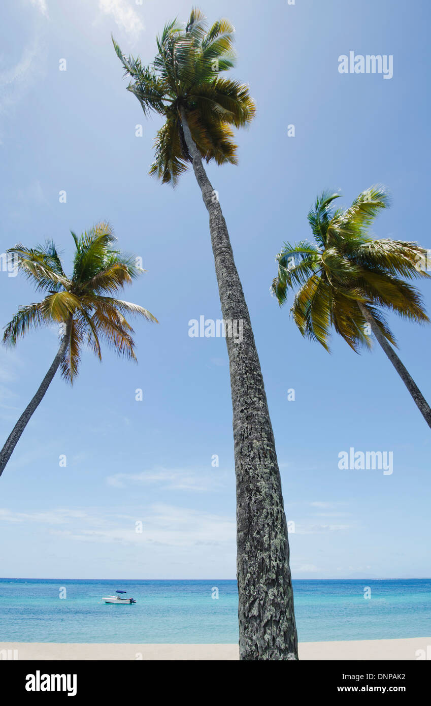 British West Indies, Antigua, View to sea from beach with palm trees in foreground Stock Photo