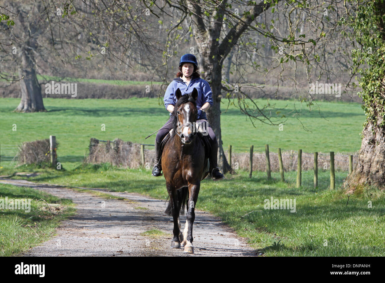 Horse and rider hacking out down a quiet country lane Stock Photo