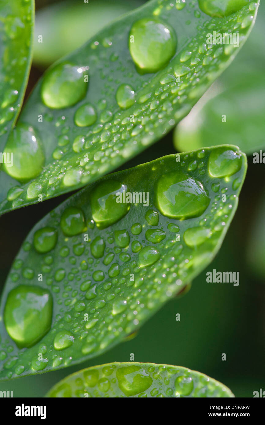 Raindrops on leaf Stock Photo