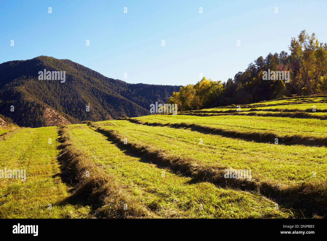 USA, Western Colorado, Fields with hay Stock Photo Alamy
