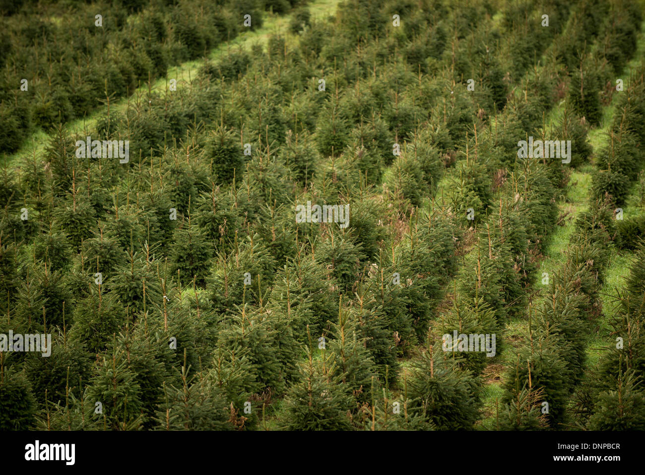 Trees being cut down for Christmas. Stock Photo