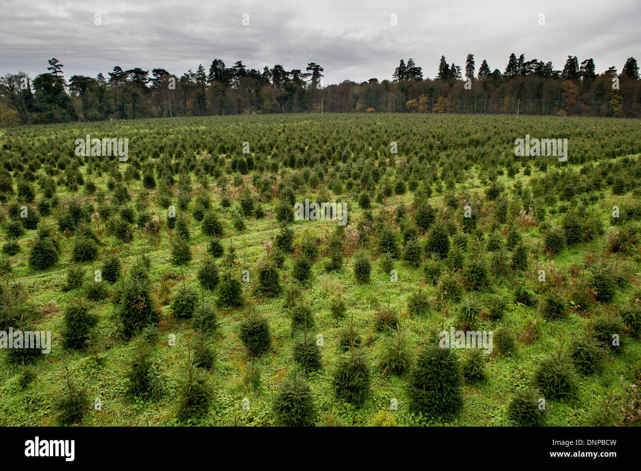 Trees being cut down hires stock photography and images Alamy