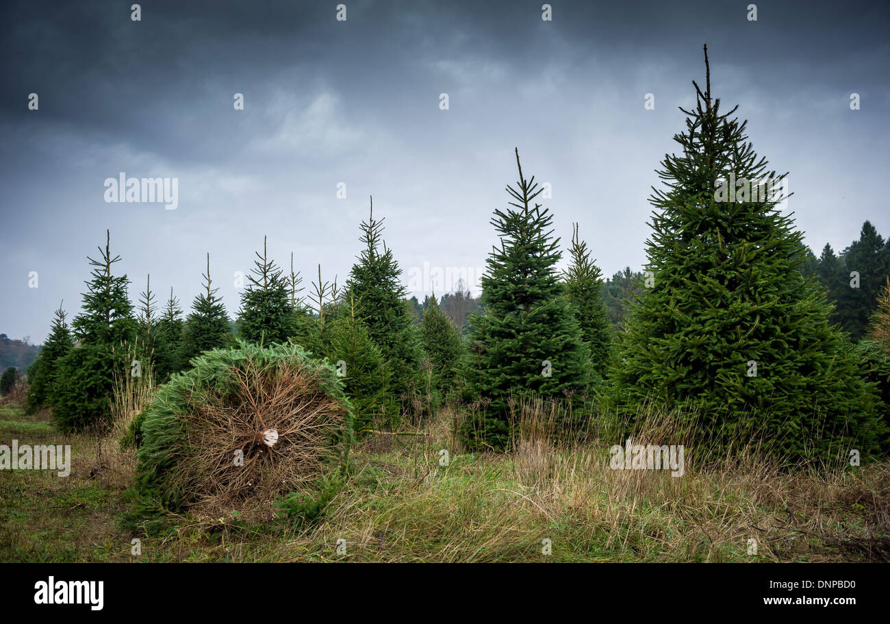 Trees being cut down for Christmas Stock Photo Alamy