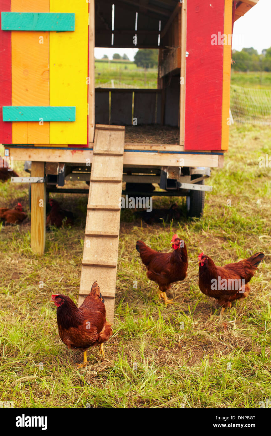 USA, New York State, Rhode Island, Chickens on farm Stock Photo Alamy