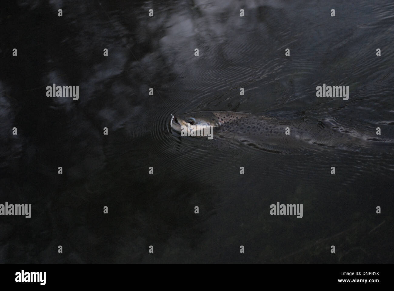 Brown Trout Fishing (Salmo trutta Stock Photo - Alamy