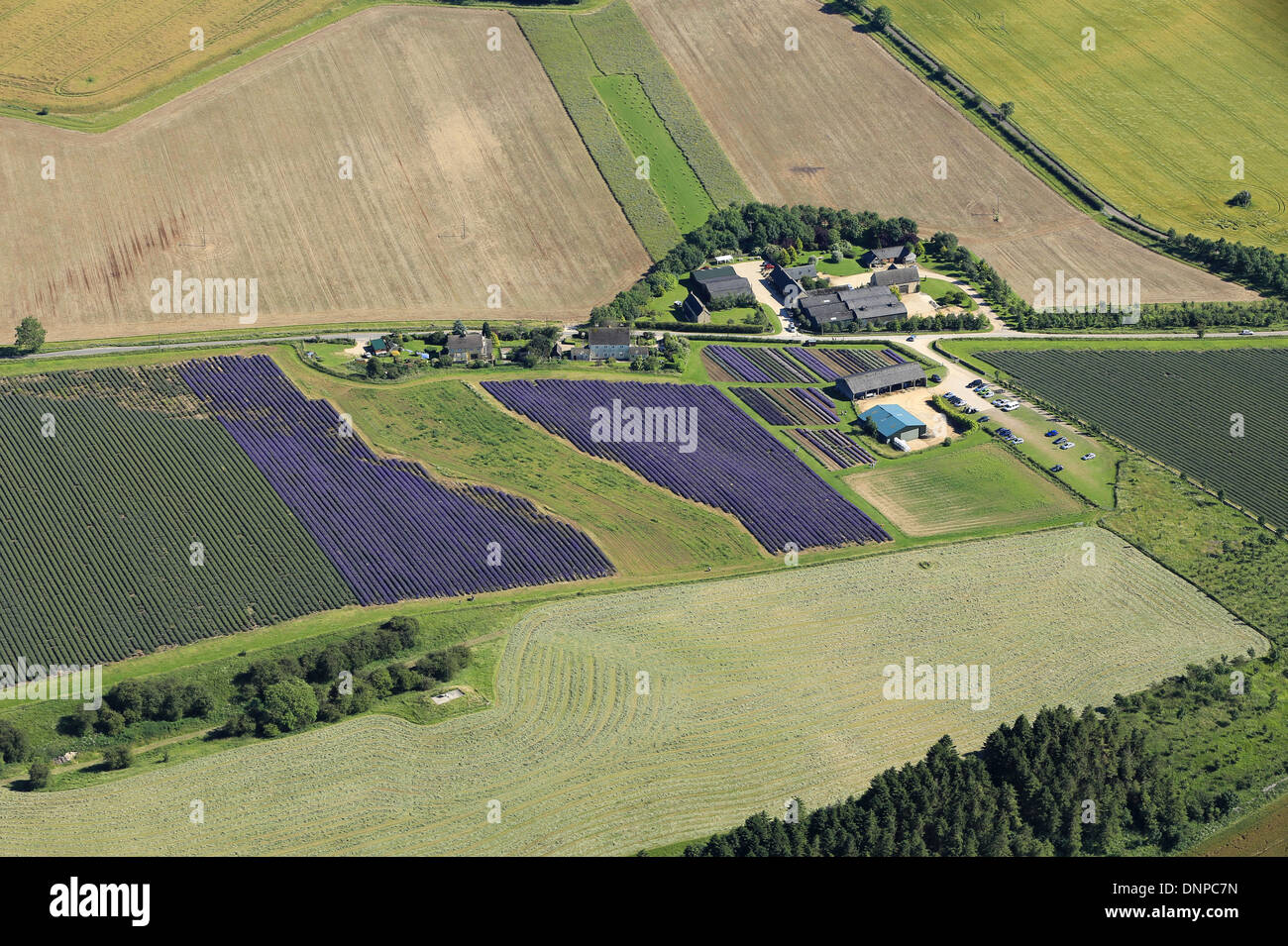 An aerial view of Lavender being grown at a farm in Gloucestershire Stock Photo