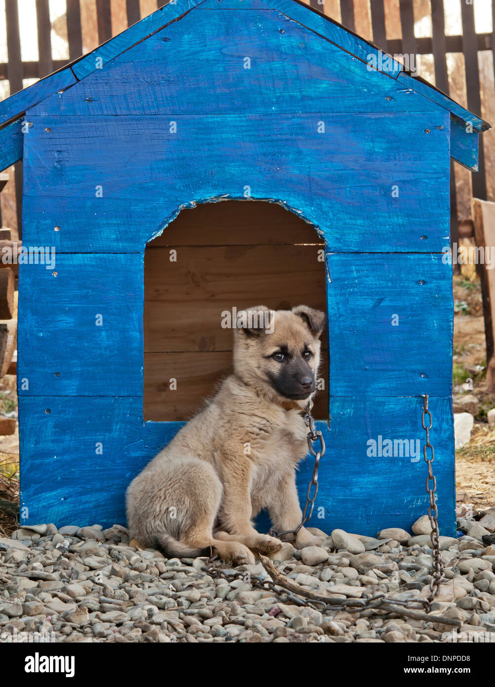 funny dog in the dog house Stock Photo Alamy