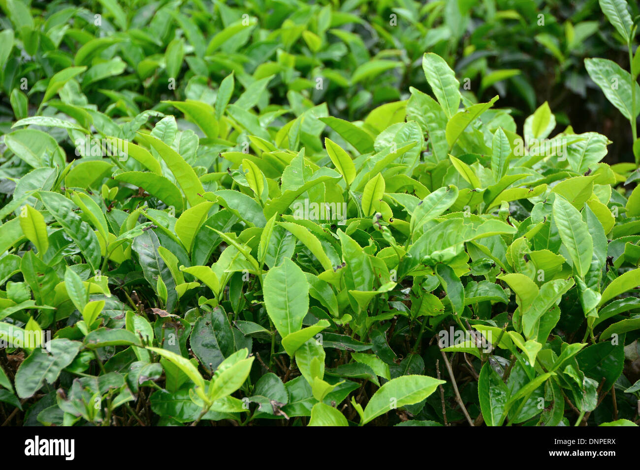 Theaceae white tea hires stock photography and images Alamy