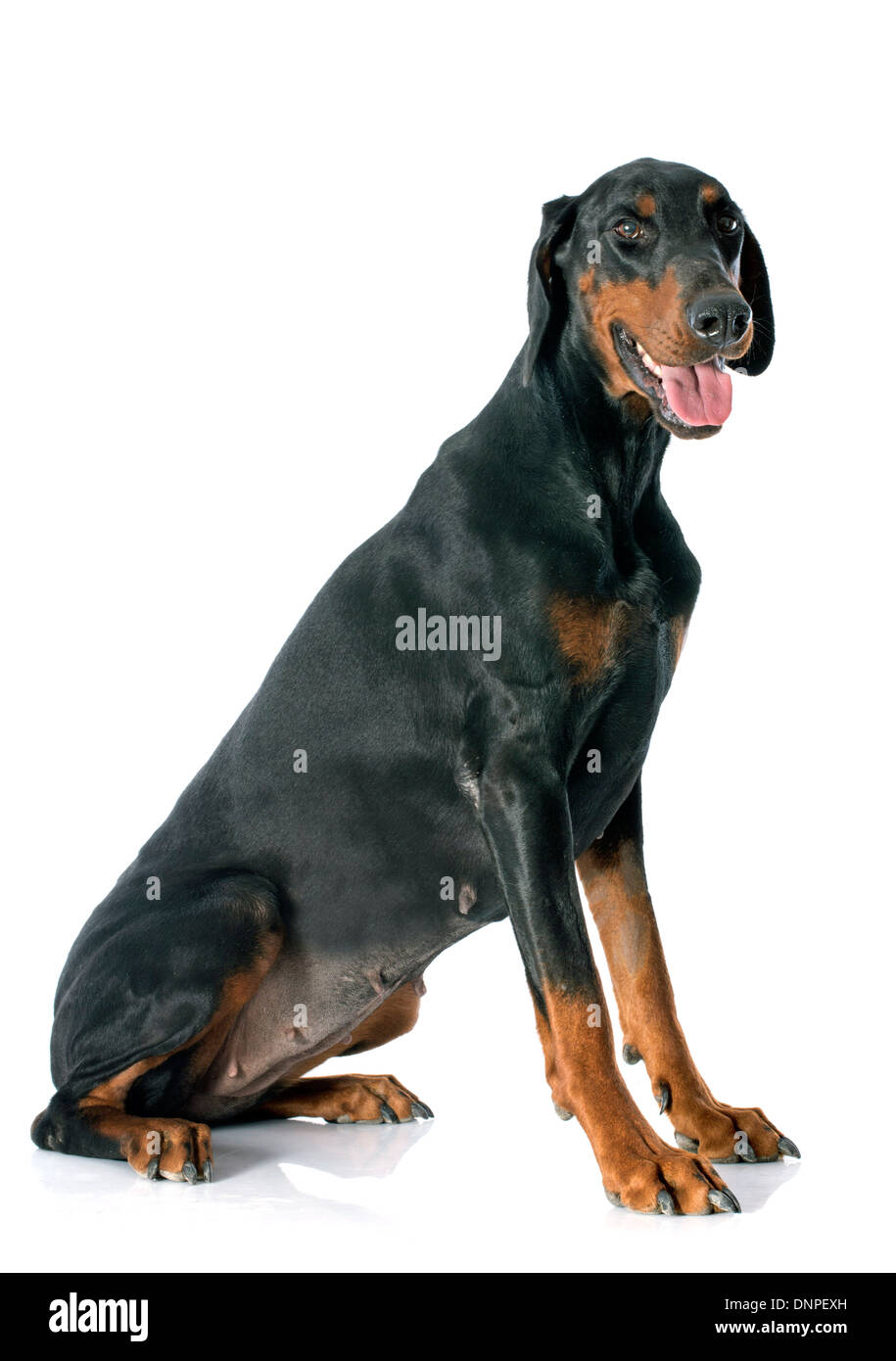 doberman pinscher in front of white background Stock Photo