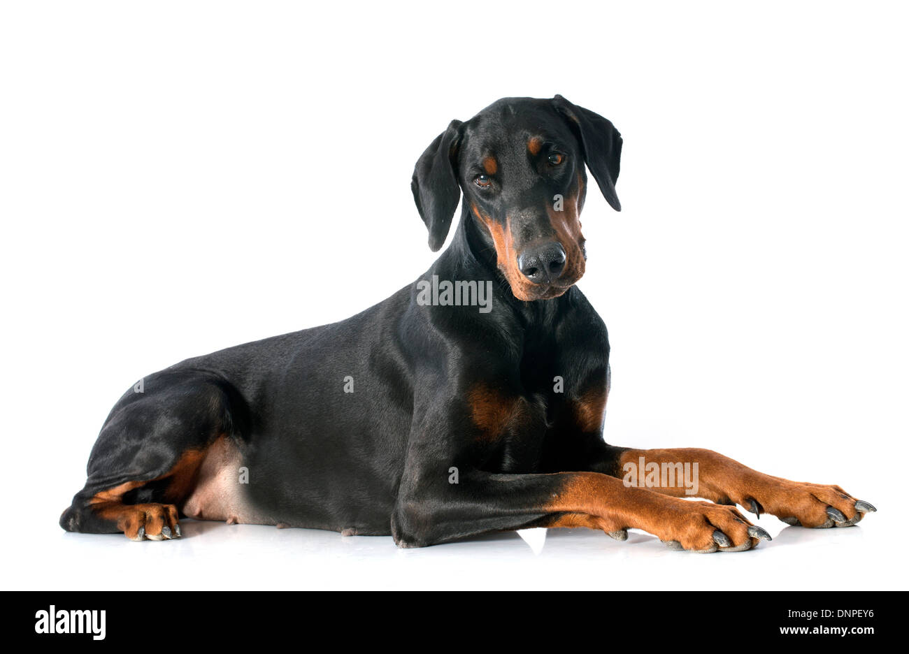 doberman pinscher in front of white background Stock Photo