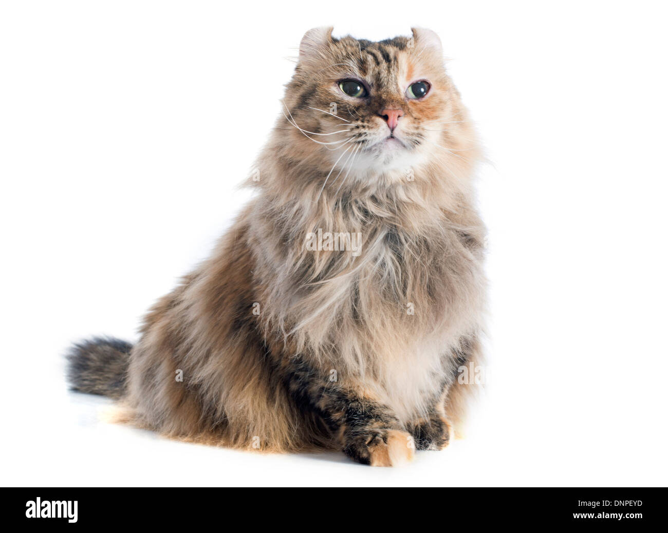 american curl cat in front of white background Stock Photo Alamy