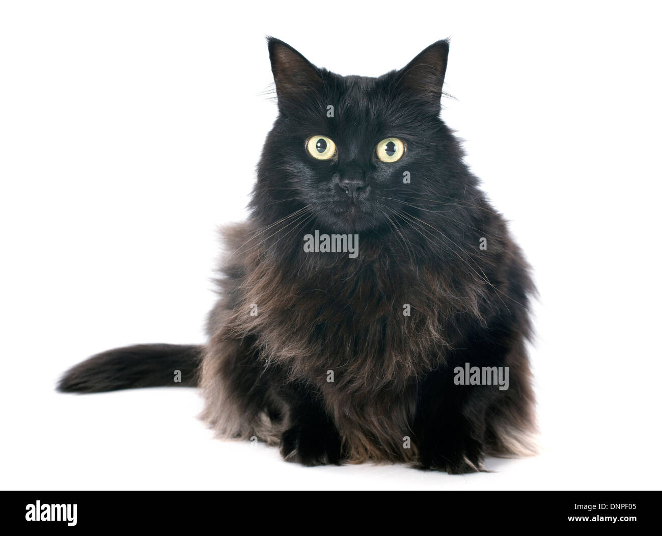 black cat in front of white background Stock Photo