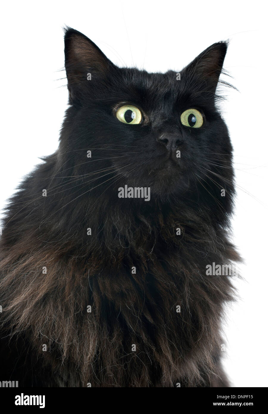black cat in front of white background Stock Photo - Alamy