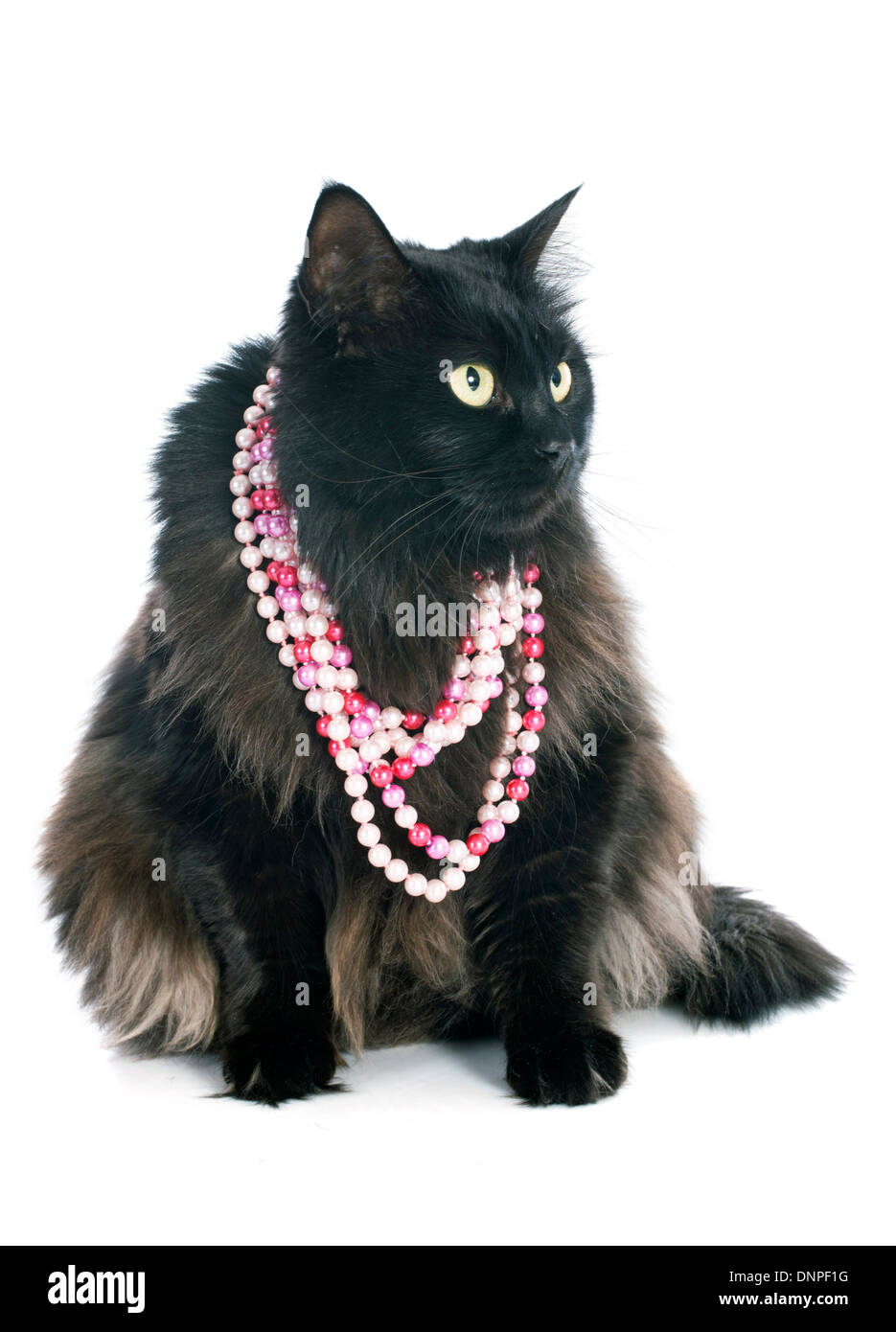 black cat and collar in front of white background Stock Photo Alamy