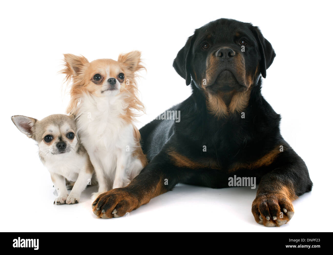 cute chihuahuas and rottweiler in front of white background Stock Photo ...