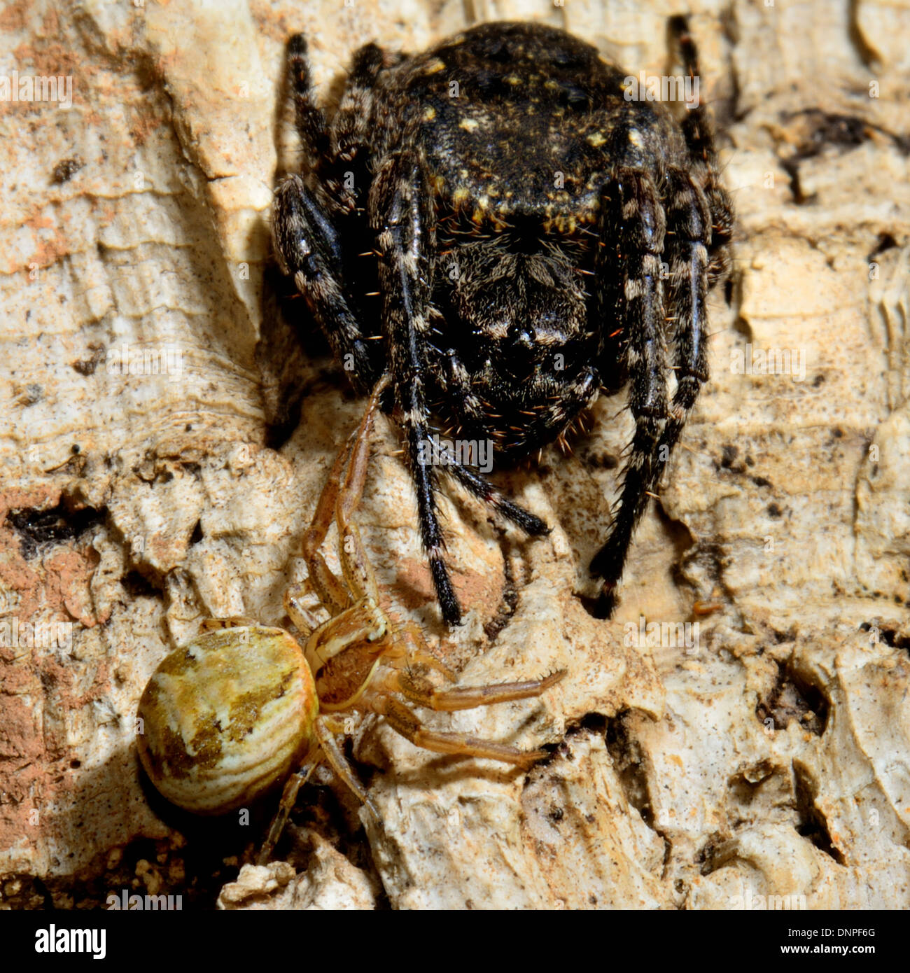 Walnut Orb spider or Evening spider, Nuctenea umbratica and smaller Crab spider, Xysticus cristatus ,Essex, UK Stock Photo