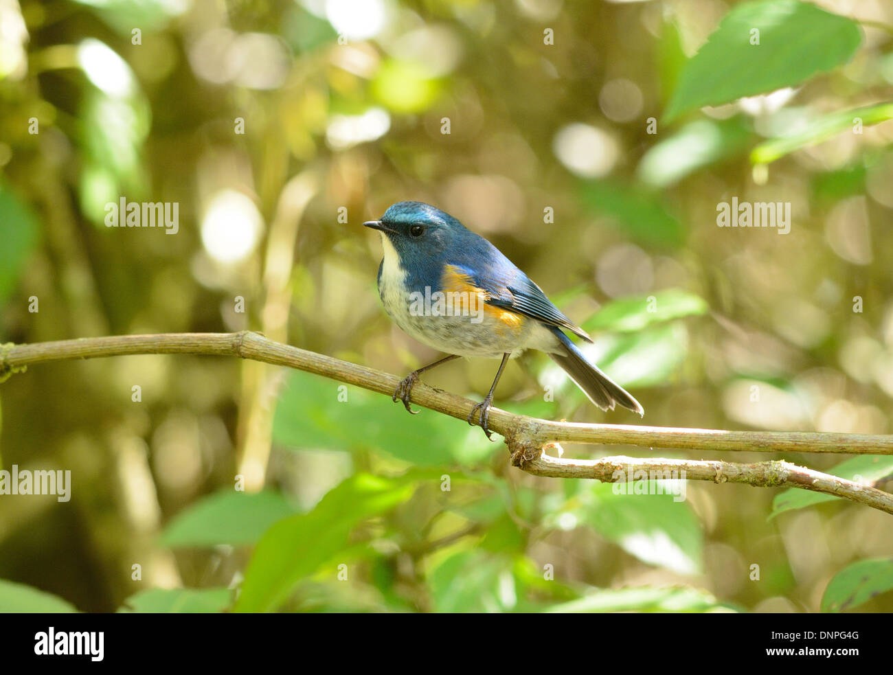beautiful male Himalayan Bluetail (Tarsiger rufilatus) in Thai forest Stock Photo