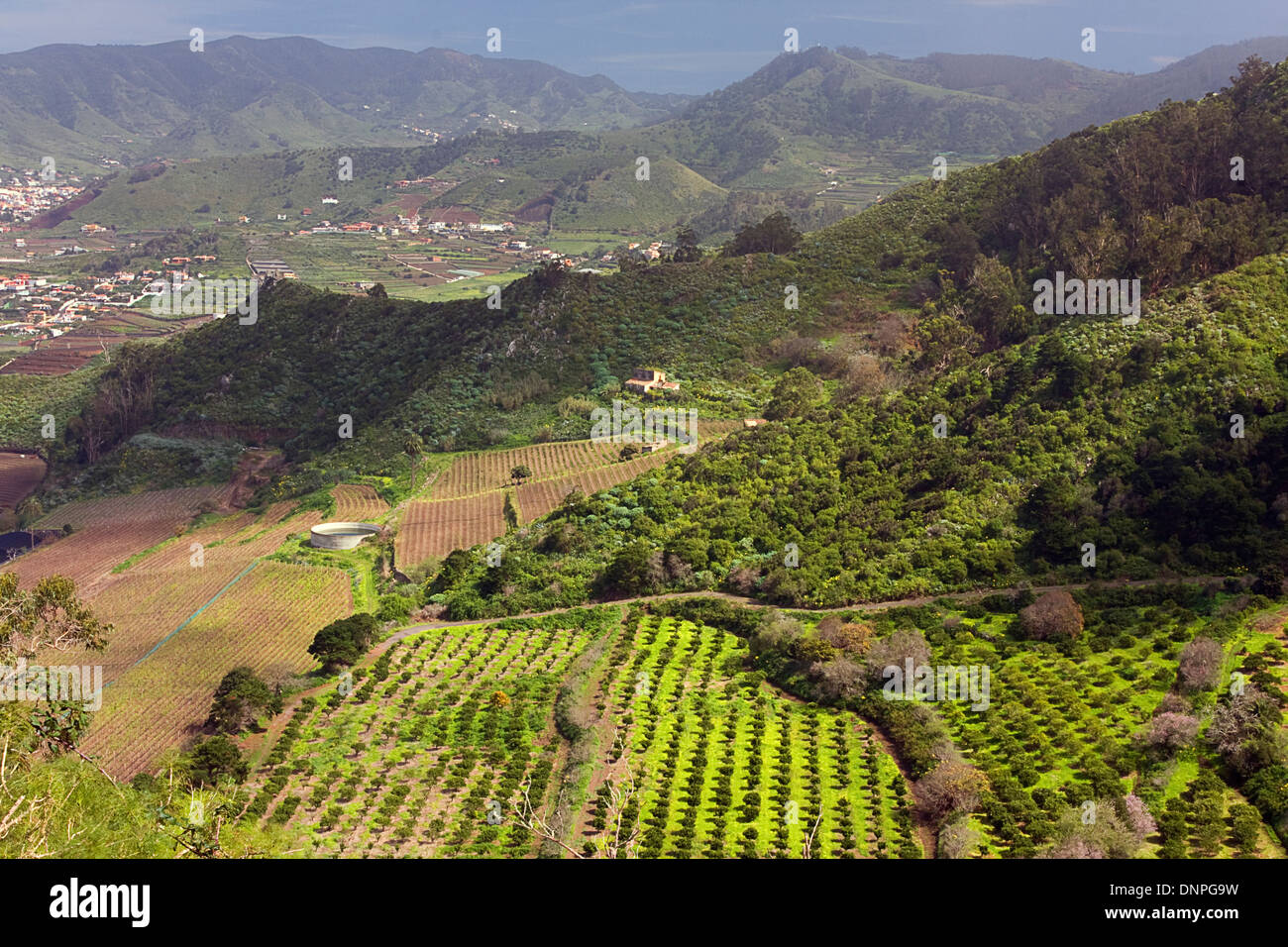 agricultural landscape, Valle Guerra, northern Tenerife, Spain Stock Photo