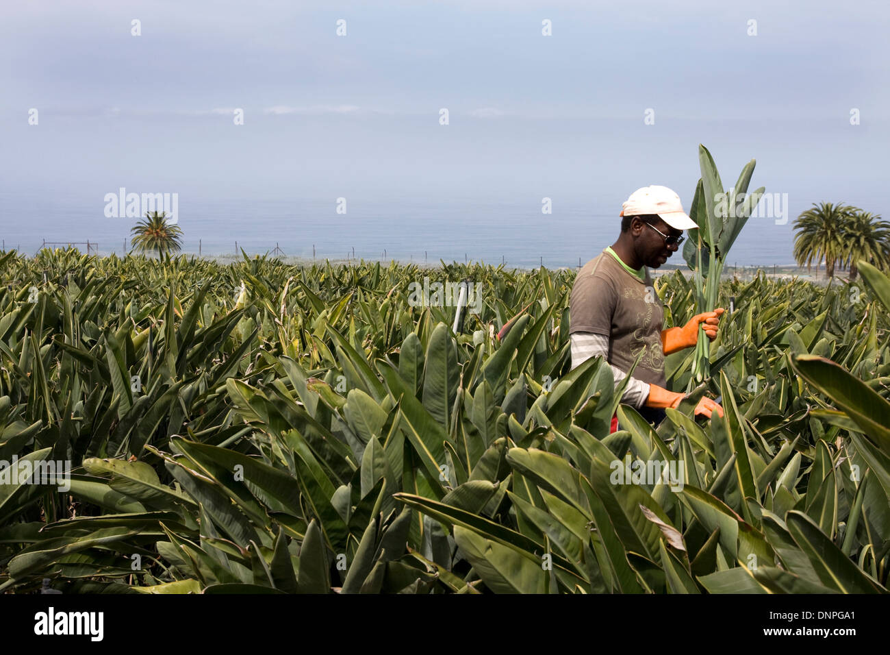 farm worker on flower plantation, Valle Guerra, northern Tenerife, Spain Stock Photo