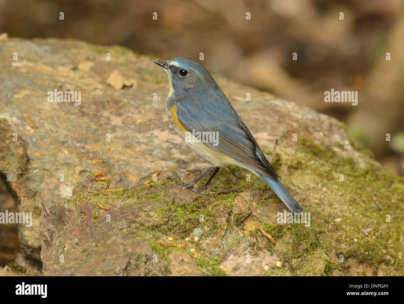 beautiful male Red-flanked Bluetail (Tarsiger cyanurus) in Thai forest Stock Photo