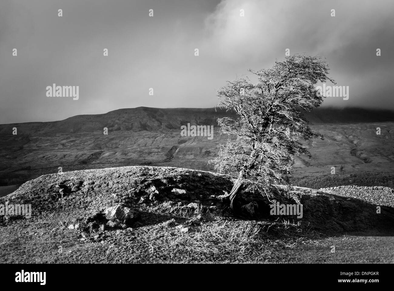 Leaning windswept tree in Yorkshire Dales with Whernside in background. Stock Photo