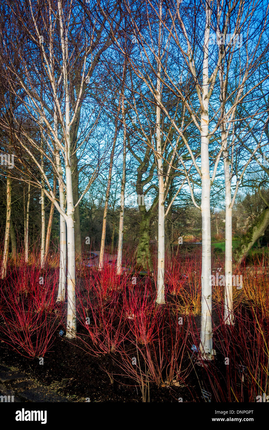 Young silver birch trees in winter with bright white trunks, under planted with red stemmed Dogwood shrubs. Stock Photo