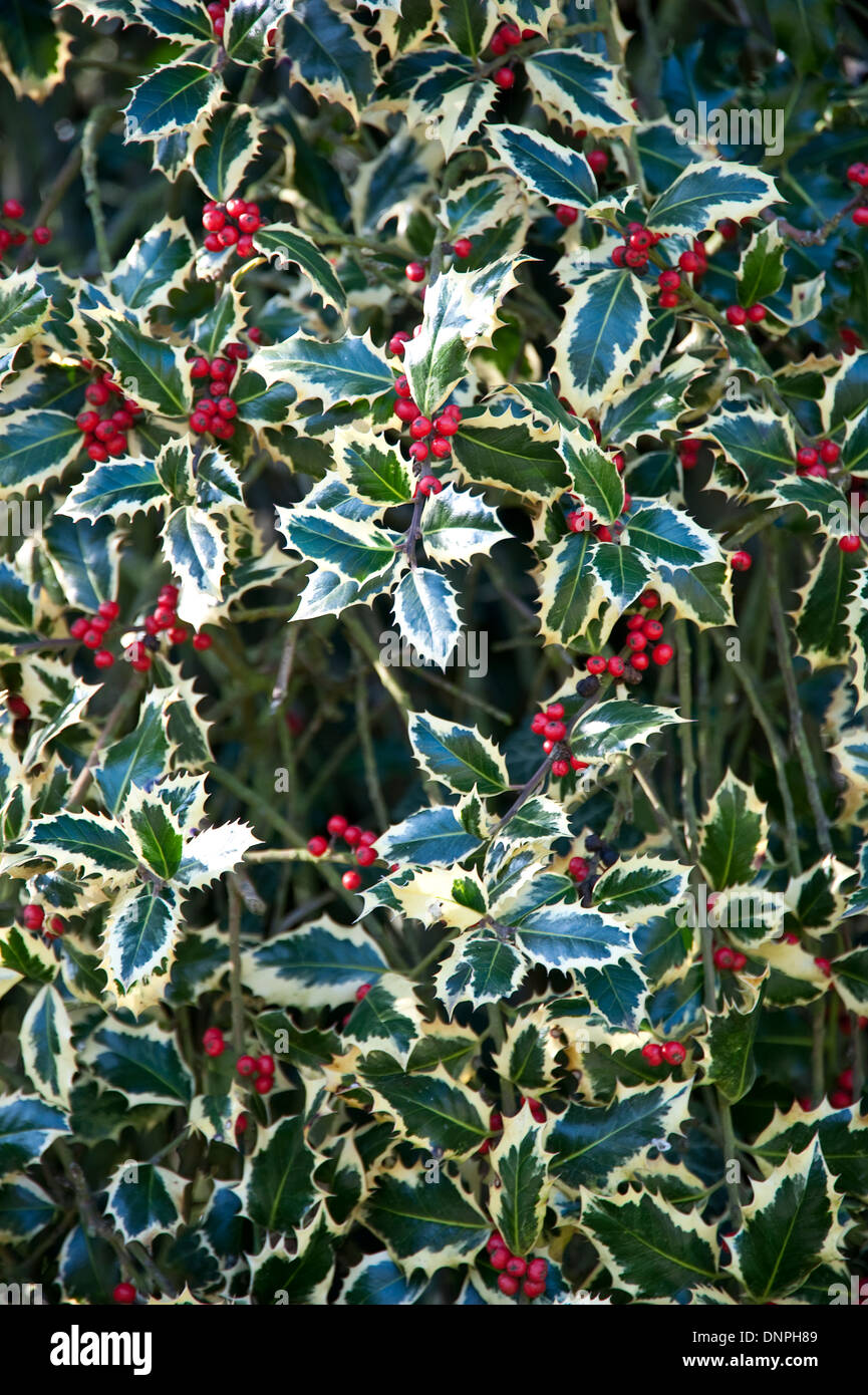 Variegated holly with berries Stock Photo