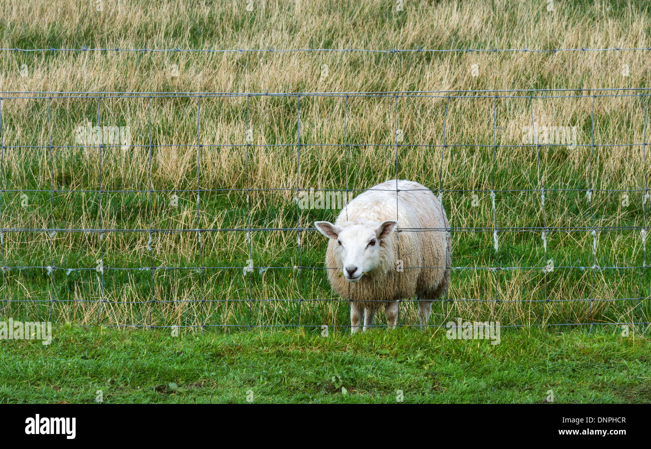 Grass is greener on the other side Stock Photo Alamy