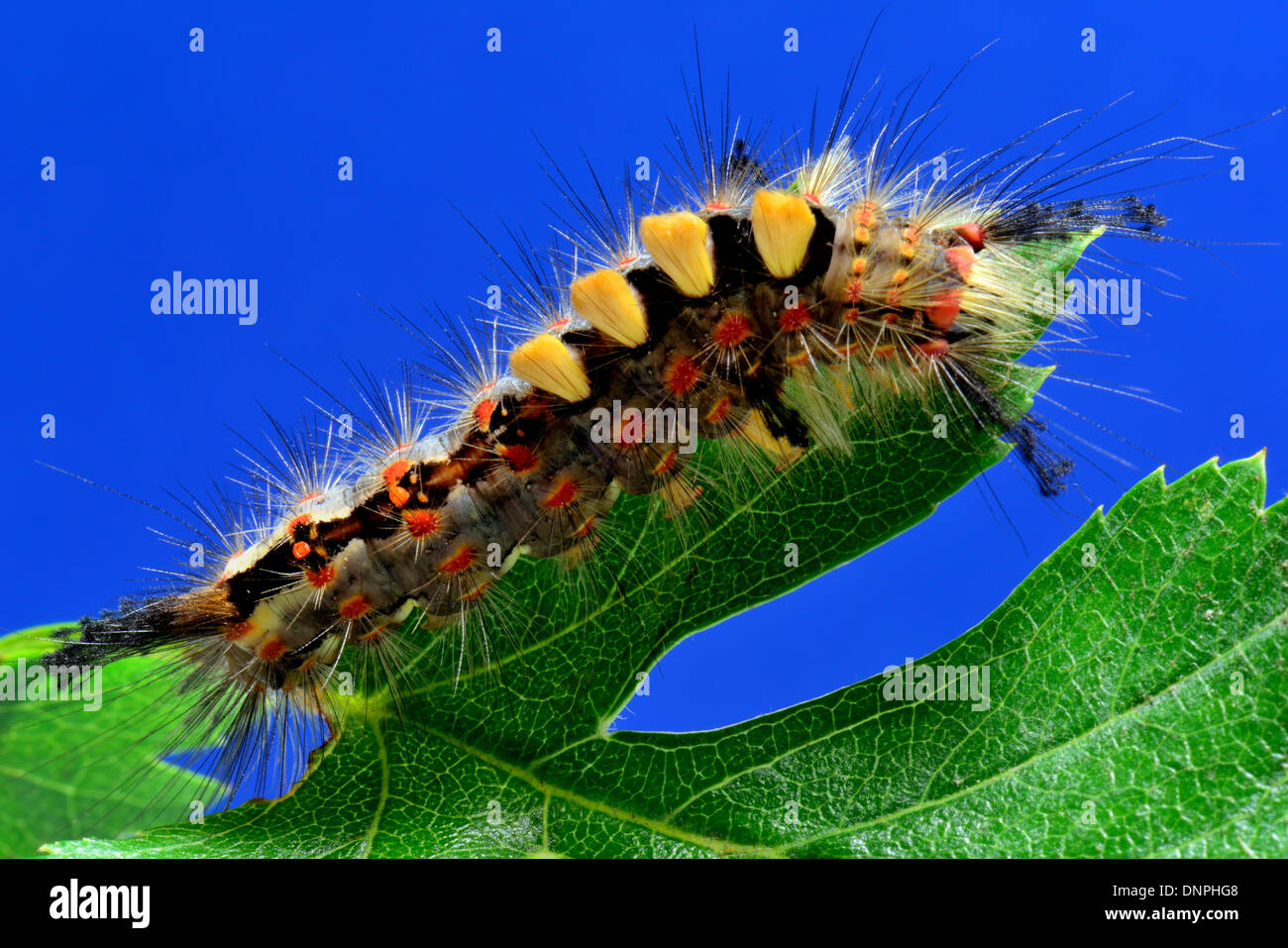 Vapourer moth larva ,Orgyia antiqua feeding on a Hawthorn leaf Stock Photo
