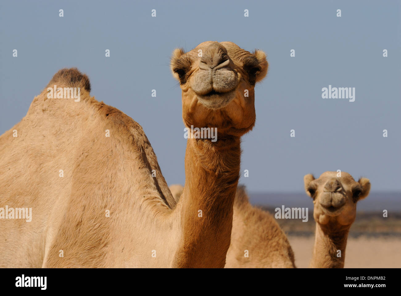 Two camels walking in the desert of Lake Abbe in Djibouti, horn of Africa Stock Photo