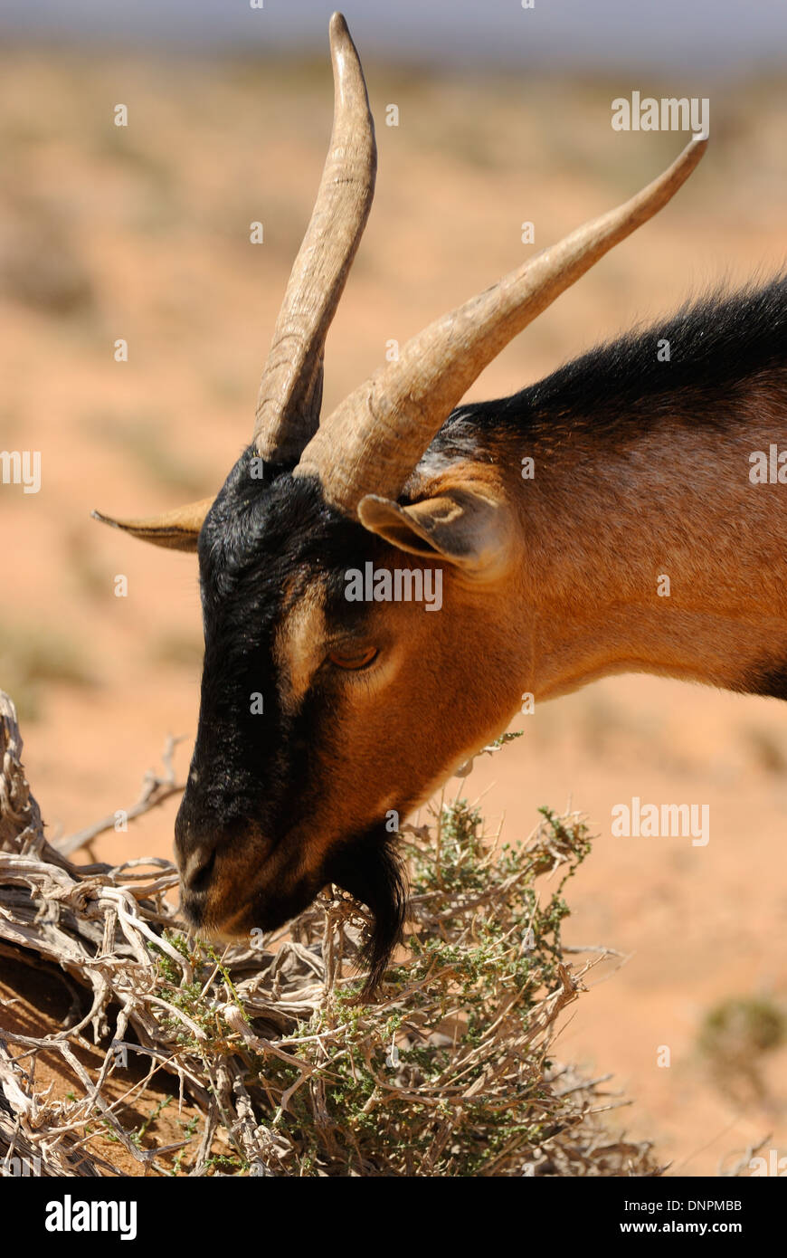 A Goat Eating Leaves Of A Dry Tree In The Desert Of Lake Abbe In Djibouti Horn Of Africa Stock Photo Alamy