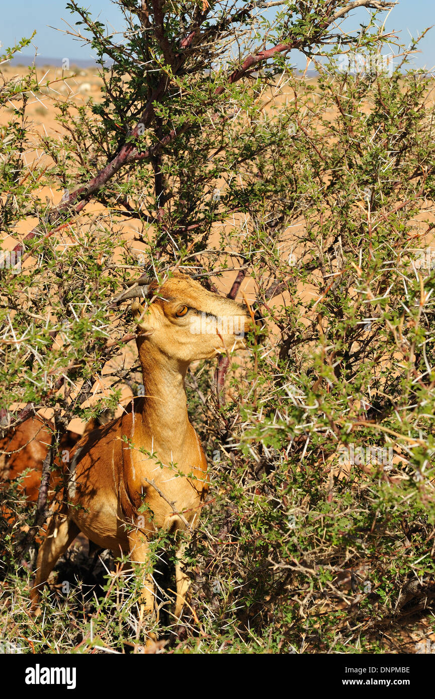 A goat eating leaves of a dry tree in the desert of Lake Abbe in