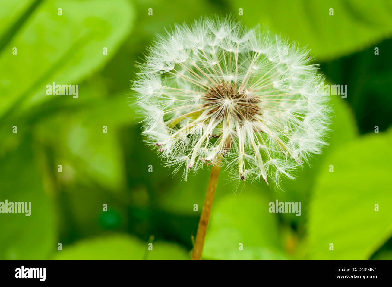 blooming dandelion at Spring time Stock Photo