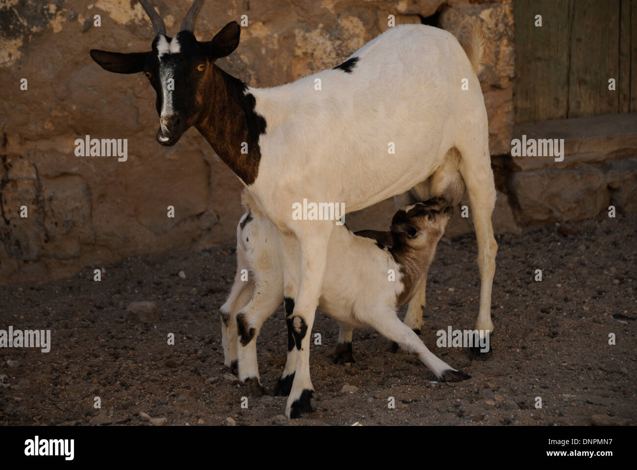 A lamb suckling a goat in Dikhil town in the south of Djibouti, Horn of Africa Stock Photo