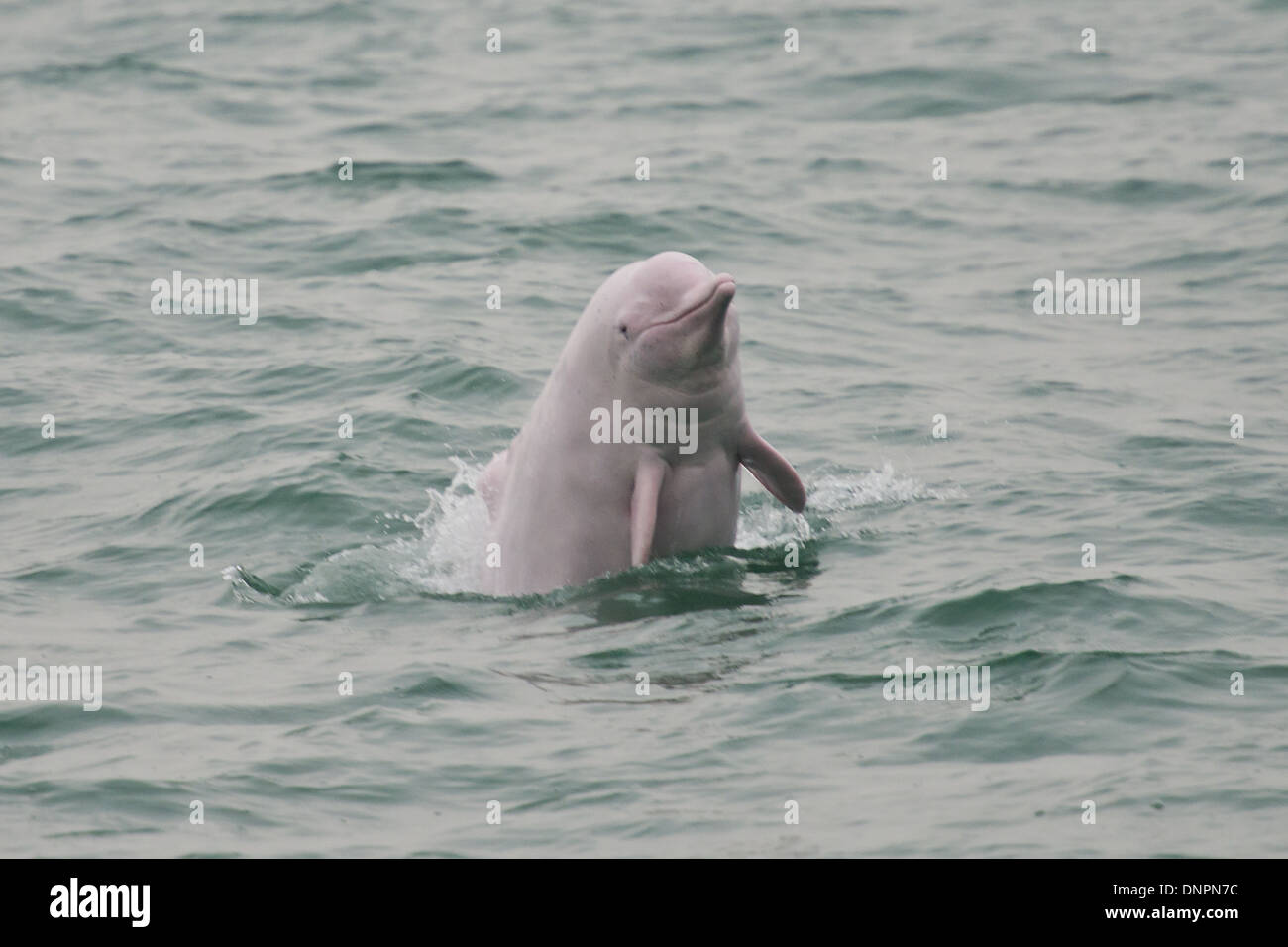 Indo-Pacific Humpback Dolphin (Sousa chinensis), breaching. Hong Kong, Pearl River Delta. Stock Photo