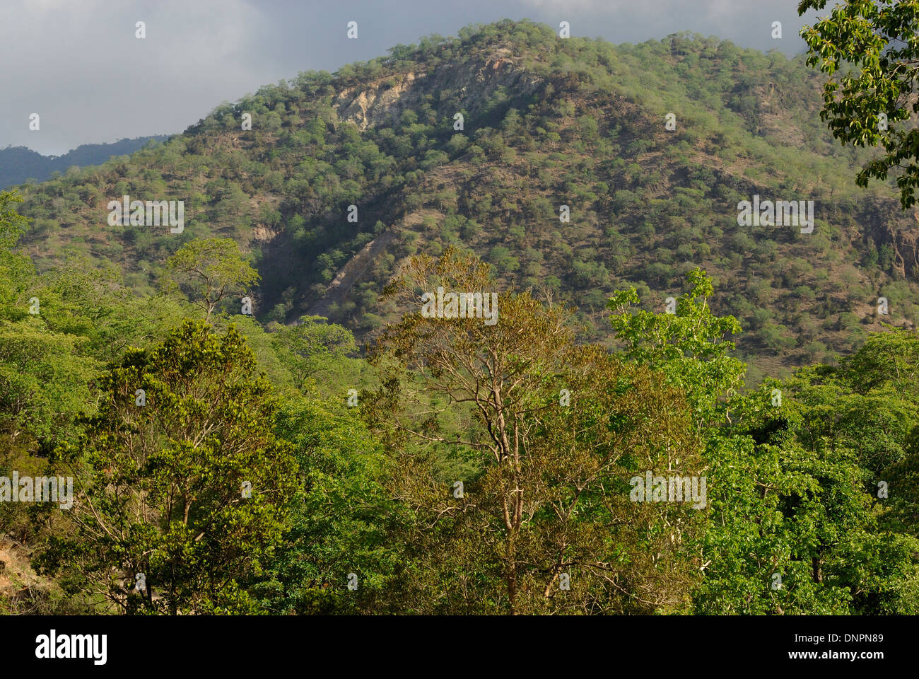 Day forest in Djibouti, Horn of Africa Stock Photo