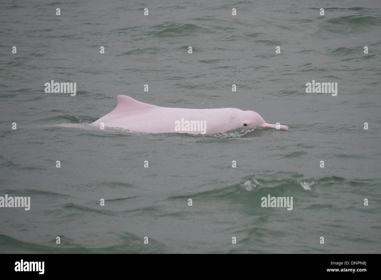 Indo-Pacific Humpback Dolphin (Sousa chinensis), surfacing. Hong Kong, Pearl River Delta. Stock Photo