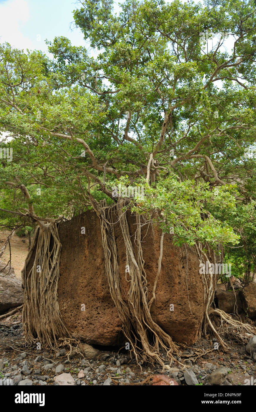 Day forest in Djibouti, Horn of Africa Stock Photo