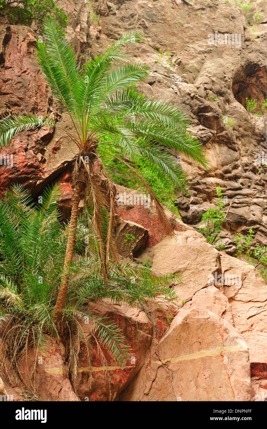 Big rocks and palm trees in the Day forest in Djibouti, Horn of Africa Stock Photo
