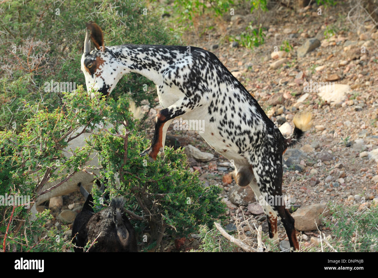 A goat eating leaves of a dry tree in northern Djibouti, horn of Africa