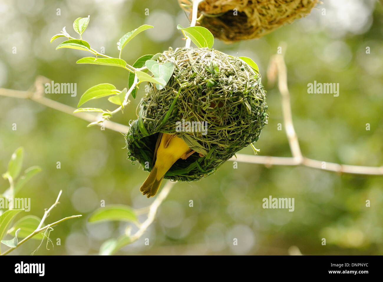 Rüppell's Weaver bird nested in a tree, Djibouti, Horn of Africa Stock Photo